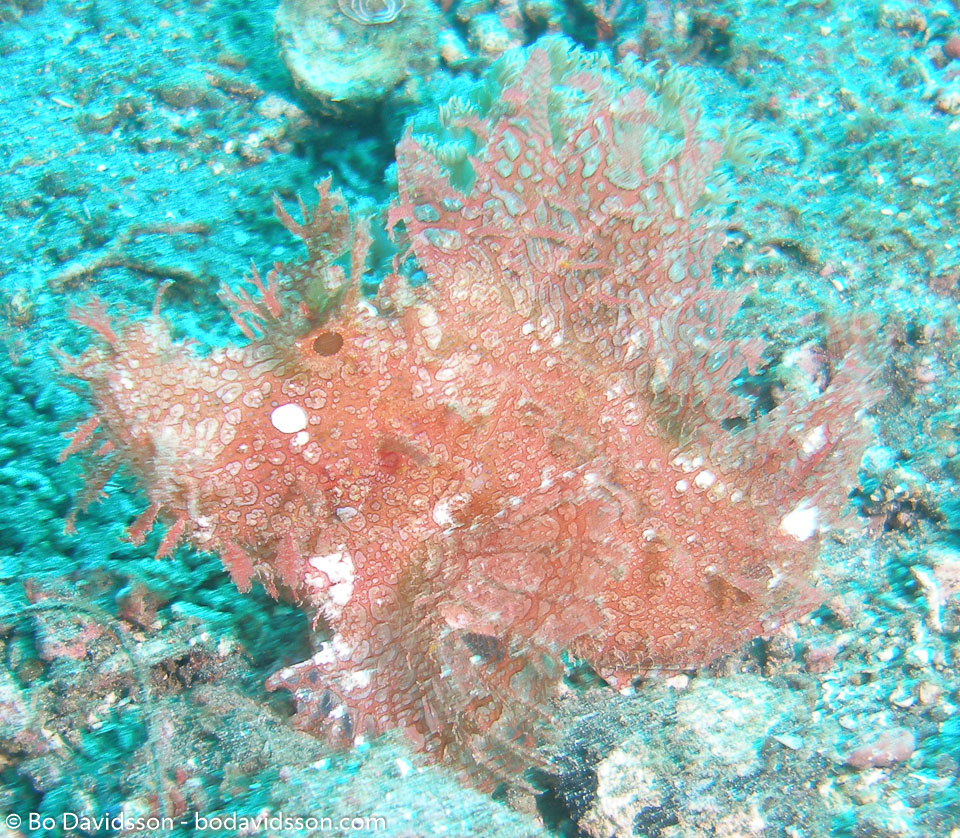 BD-080329-Lembeh-3292194-Rhinopias-frondosa-(Günther.-1892)-[Weedy-scorpionfish].jpg